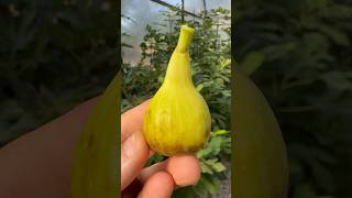 Medieval Yvoire fig farmersmarket fruit farm garden gardening love nature world sun figs [upl. by Attirb]