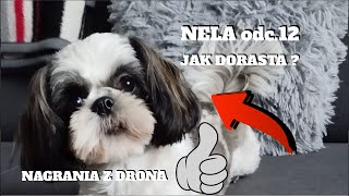 NELA odc 12 JAK DORASTA 2 11 2024r [upl. by Arsuy]