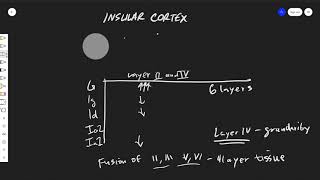 The Insular Cortex Anatomy [upl. by Hueston]