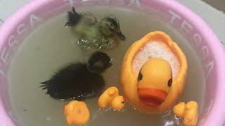 Wow So Cute  Im Feeding Trinkle And Prinkle In Water [upl. by Irmina]