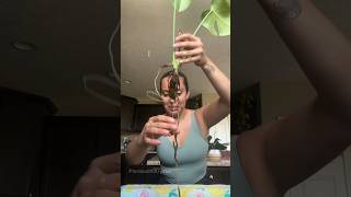 My monstera growing in water was rotting let’s fix it rootrot plantcare planttips [upl. by Nedi]