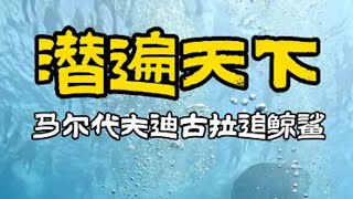 在馬爾地夫迪古拉追鯨鯊，遇見潛水員風暴祺哥潜水 潜遍天下 马尔代夫 鲸鲨 [upl. by Laeira]