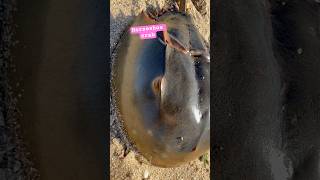 Horseshoe crab horseshoecrab animals sea seashore youtube youtubeshorts [upl. by Aseral]