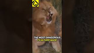 Stunts with Lions were a BAD IDEA [upl. by Dorison]