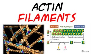 Actin filaments  structure and assembly [upl. by Olsewski986]