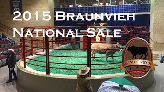 Braunvieh National Sale 2015 Fort Worth TX [upl. by Enaud]