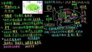 高一生物14觀念05NADPH光反應與暗反應之間的橋梁 [upl. by Lyndell]