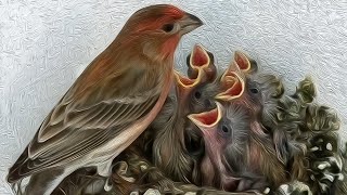 A Fascinating Look at Baby House Finches TimeLapse Video with Live Nest Cam [upl. by Naillij]