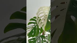 Monstera borsigiana albo variegata plants 대형식물 플랜테리어 플라워바인 개업화분 호텔식물 [upl. by Warner289]