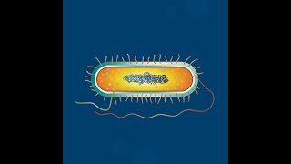 Prokaryotic Cell Structure [upl. by Aicatsan811]