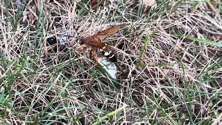 Sphecius Speciosus AKA Eastern Delco Cicadia Killer [upl. by Ellie]