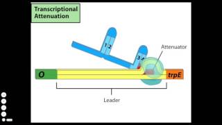 Transcriptional Attenuation [upl. by Ynattib]