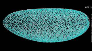 Fernando Amat Detection of nuclear divisions in the Drosophila syncytial blastoderm [upl. by Emerald817]