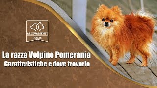 Il Volpino Pomerania  Caratteristiche e dove trovarlo  Documentario di Allevamenti Razze [upl. by Anselmo109]