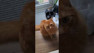 Tiger is just cute and cuddly cat gingercat ginger soft fluffy catsofyoutube [upl. by Mathilda]