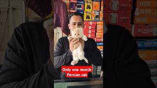 One month old Persian cat🐈 pets cat animals yt ytshorts [upl. by Nosraep]