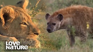 Pair of Lionesses Absolutely Maul Lone Hyena  Love Nature [upl. by Chaddie]