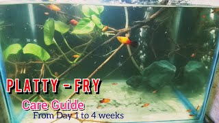 How to care PLATY fry from day 14 weeks [upl. by Alane290]