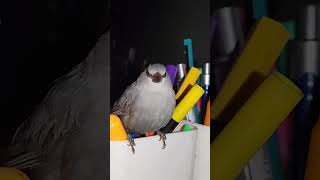 Lavender Waxbill Perched on a Pen Holder A Tiny Birds Creative Rest Spot [upl. by Yrolg]