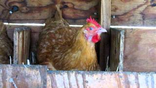 Chicken Squawking Video 1 [upl. by Anneiv]