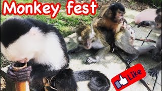 MONKEY Festival [upl. by Alfons369]