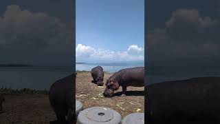 Hippos eating at Lake Naivasha girubabeulahse kenya lakenaivasha [upl. by Nilauqcaj526]