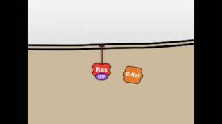 Receptor Tyrosine Kinase  MAPK signalling pathway [upl. by Medin]