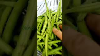 NEWLY PICKED FRESH FROM FARM vegetables shorts beans  Novo Vizcayano Channel [upl. by Evin]