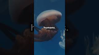 Incredible Facts of Jellyfish Stinging Cells 💉 [upl. by Younglove]