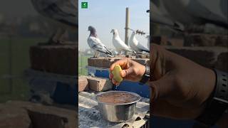 Pigeon natural remedies  kabutar shorts pigeon [upl. by Saree]