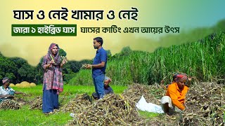 মানিকগঞ্জ এর অসীম ভাইয়ের জারা ঘাসের প্রজেক্ট বিঘা প্রতি লাভ লাখ টাকার বেশি । জারা ১ [upl. by Carlyn]