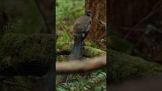 Lyrebird mimicry sounds shortsfeed lyrebirdsound viralshort [upl. by Lawton512]