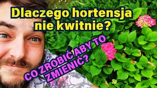 DLACZEGO HORTENSJA NIE KWITNIE  co zrobić aby to zmienić 🌸 [upl. by Benildas87]