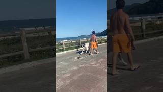 Praia Brava Itajaí 🐕‍🦺🏖️ turistandotododia [upl. by Hort]