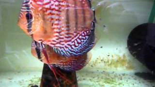 The pair of Alenquer F2 discus fish [upl. by Aulea]