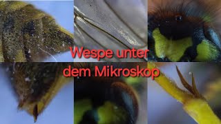 Wespe unter dem Mikroskop  300  600 fache Vergrößerung Fühler Kopf Stachel Flügel Augen [upl. by Neve636]