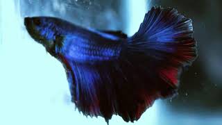 quotLive Relaxing Blue Betta Fish Swimming  Peaceful Aquarium Livestreamquot [upl. by Stormie]