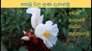 තෙබු ගැන දැනගමු  Thebu Herbal Plant  Scientific Name  Costus speciosus [upl. by Acenom629]