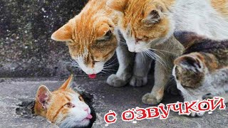 Приколы с котами с озвучкой СМЕШНЫЕ КОТЫ Самые смешные животные приколыскотами [upl. by Aluor239]