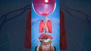 How Helium Causes Oxygen Deprivation [upl. by Zobkiw]