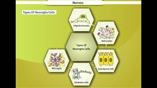 What are Nerves  Function of Nerves in Human Body  Human Nervous System [upl. by Arvy453]