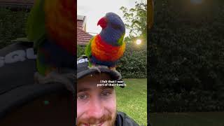 Wild Lorikeet Gets All His Friends To Visit This Guy  The Dodo [upl. by Wyler]