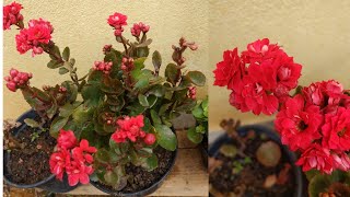 Segredo pra sua kalanchoe sempre florircomo cuidarplantar e adubação [upl. by Joselow503]