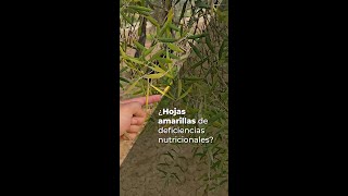 ¿HOJAS AMARILLAS DE DEFICIENCIAS NUTRICIONALES [upl. by Lednew573]