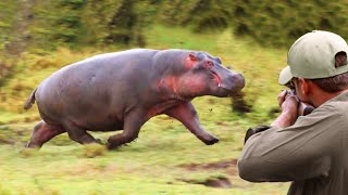 The ferocity of the hippopotamus against the hunter he deserves the title of King of the Nile [upl. by Florette]