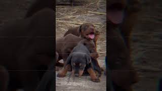 Doberman Puppies sale in Pune and all Maharashtra Delivery 📞76202 49559 [upl. by Mueller]