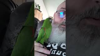 Sage the Hahns Macaw playing peekaboo hahnsmacaw parrot [upl. by Mihe962]