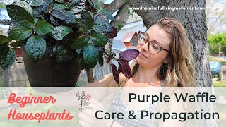 How to Propagate Purple Waffle Plant  Strobilanthes alternata Care amp Repotting [upl. by Yraccaz]