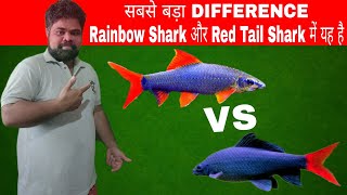 Rainbow shark Vs Red Tail Shark Diffrences  Rainbow shark and Red Tail Shark Care Tips In Hindi [upl. by Annocahs677]