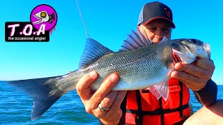 lure fishing kent oyster beds for Bass [upl. by Nitsur]